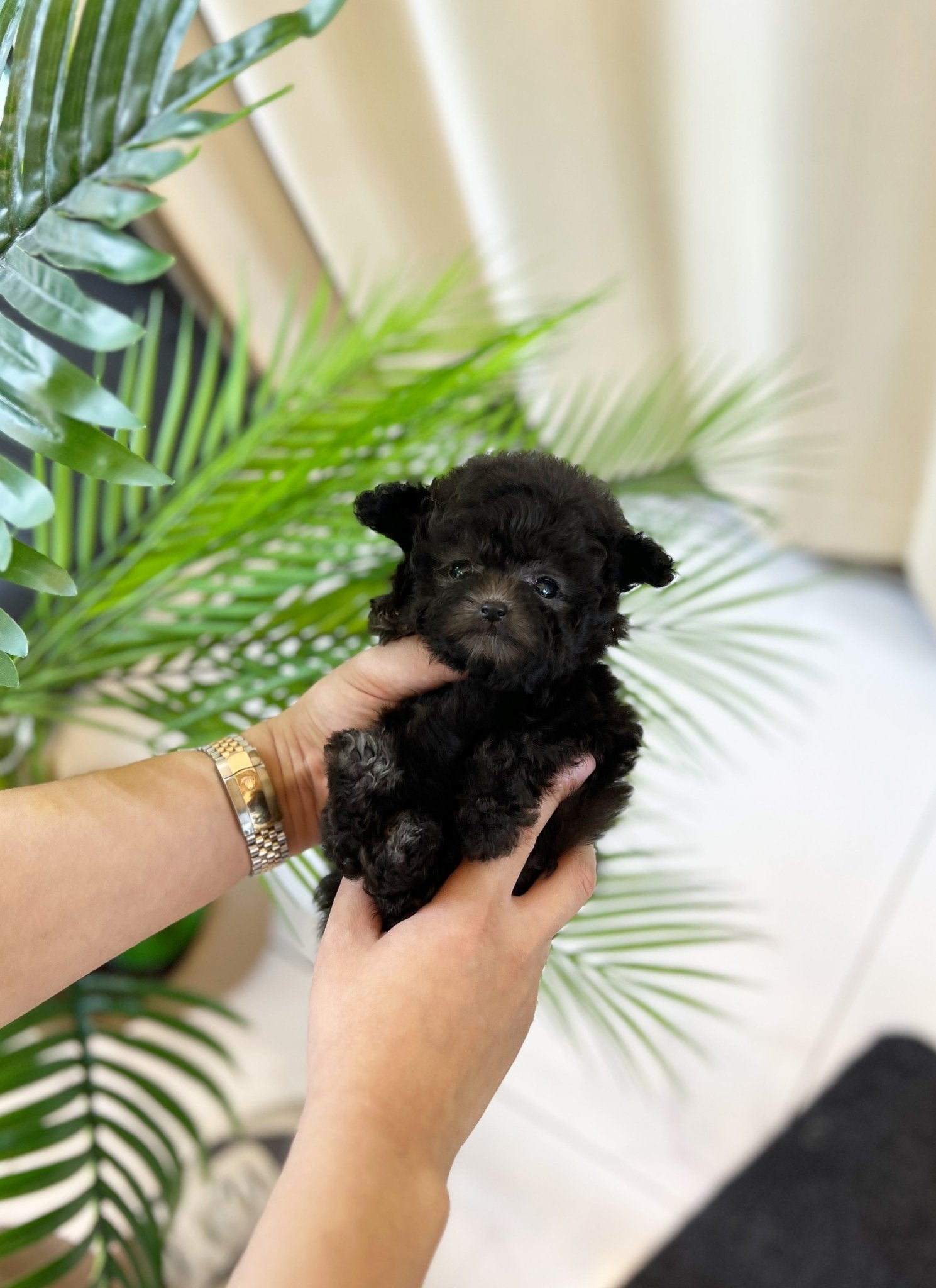 Poodle - Kong(Female) - Beautiful puppy teacup puppy with adorable features available for adoption from Velydog