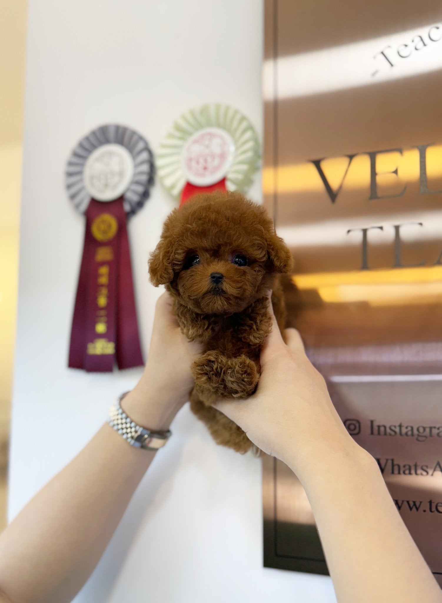 Poodle - Lamy(Female) - Beautiful puppy teacup puppy with adorable features available for adoption from Velydog