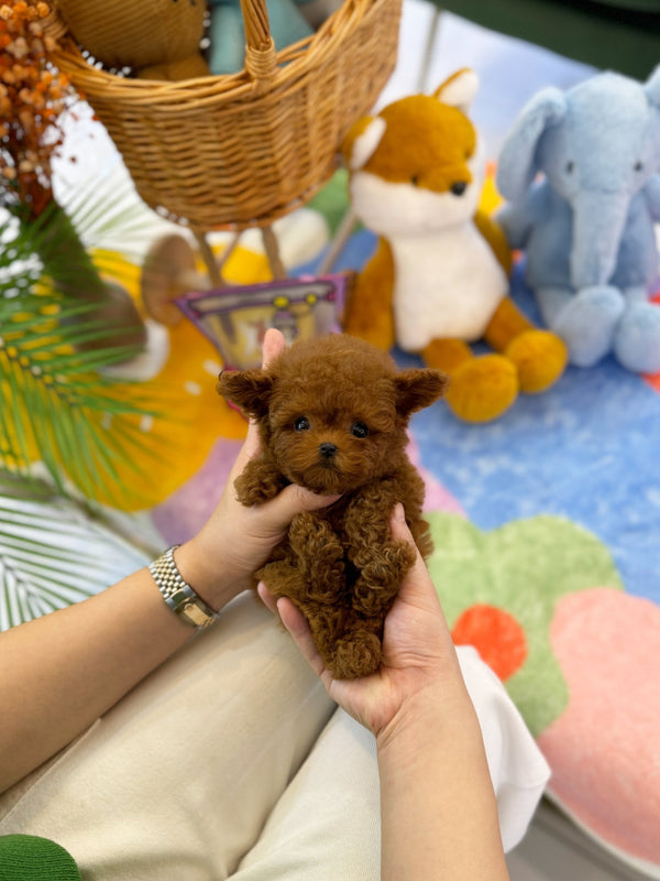 Poodle - Lamy(Female) - Beautiful puppy teacup puppy with adorable features available for adoption from Velydog