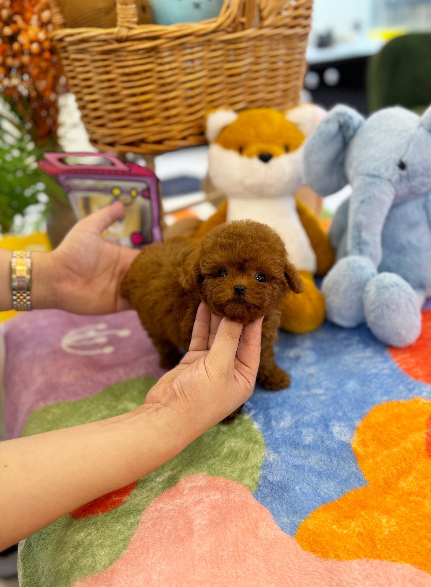 Poodle - Lamy(Female) - Beautiful puppy teacup puppy with adorable features available for adoption from Velydog