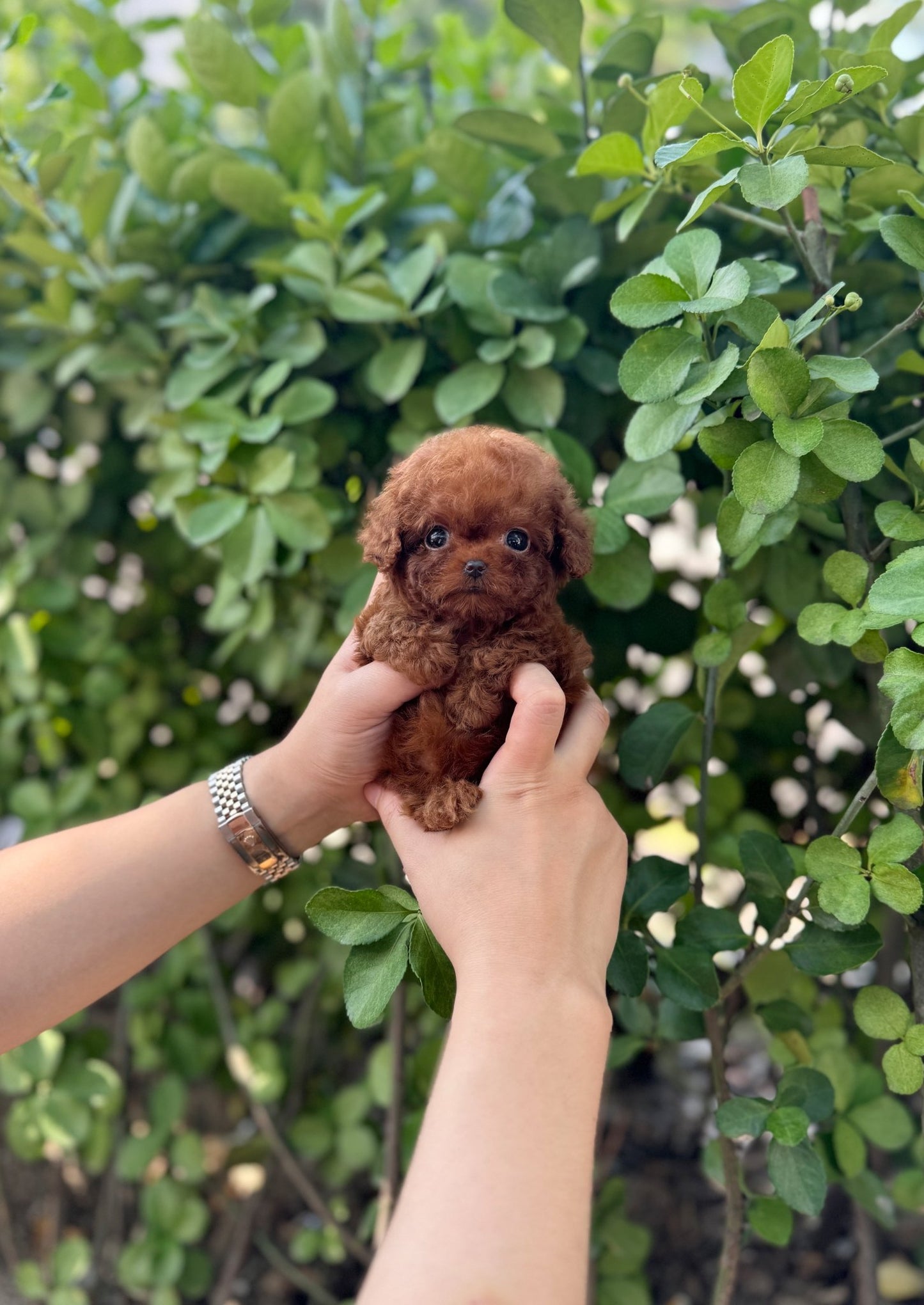 Poodle - Latto(Female) - Beautiful puppy teacup puppy with adorable features available for adoption from Velydog