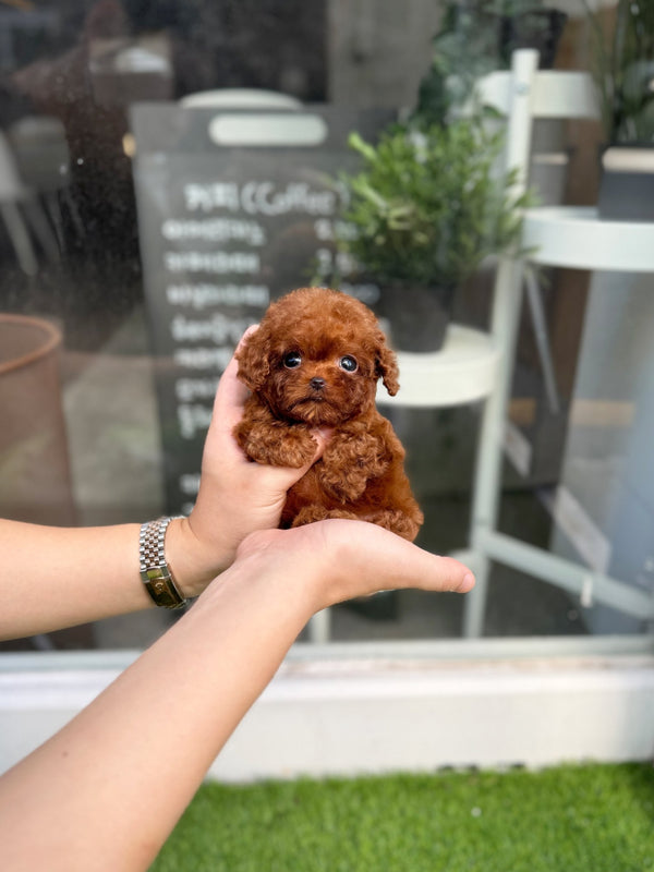 Poodle - Latto(Female) - Beautiful puppy teacup puppy with adorable features available for adoption from Velydog
