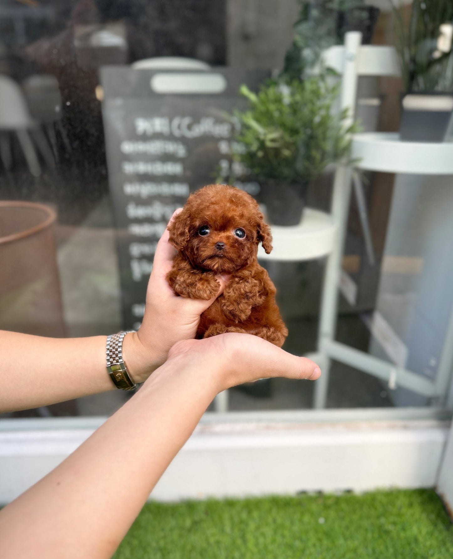 Poodle - Latto(Female) - Beautiful puppy teacup puppy with adorable features available for adoption from Velydog