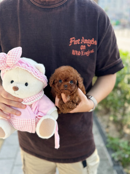 Poodle - Latto(Female) - Beautiful puppy teacup puppy with adorable features available for adoption from Velydog