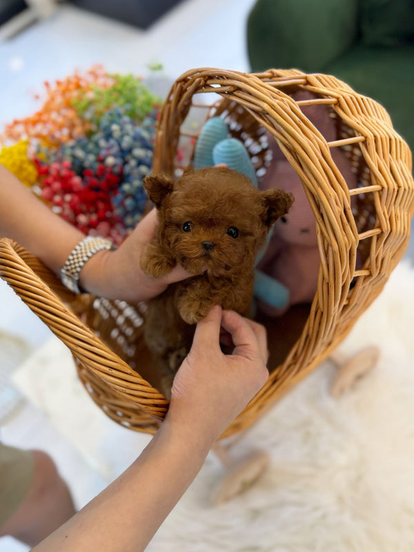 Poodle - Leia(Female) - Beautiful puppy teacup puppy with adorable features available for adoption from Velydog