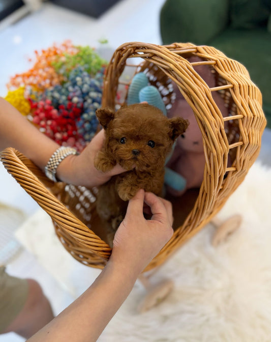 Poodle - Leia(Female) - Beautiful puppy teacup puppy with adorable features available for adoption from Velydog