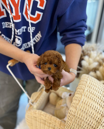 Poodle - Lime(Female) - Beautiful puppy teacup puppy with adorable features available for adoption from Velydog