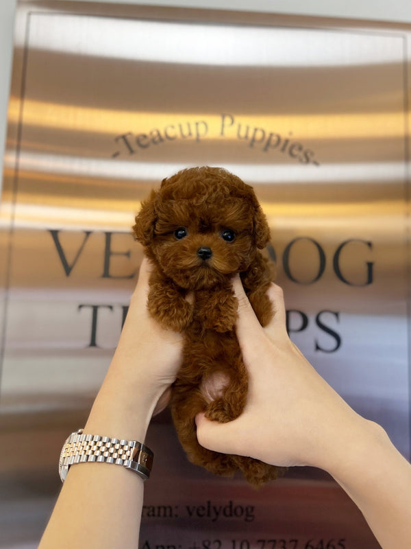 Poodle - Lime(Female) - Beautiful puppy teacup puppy with adorable features available for adoption from Velydog
