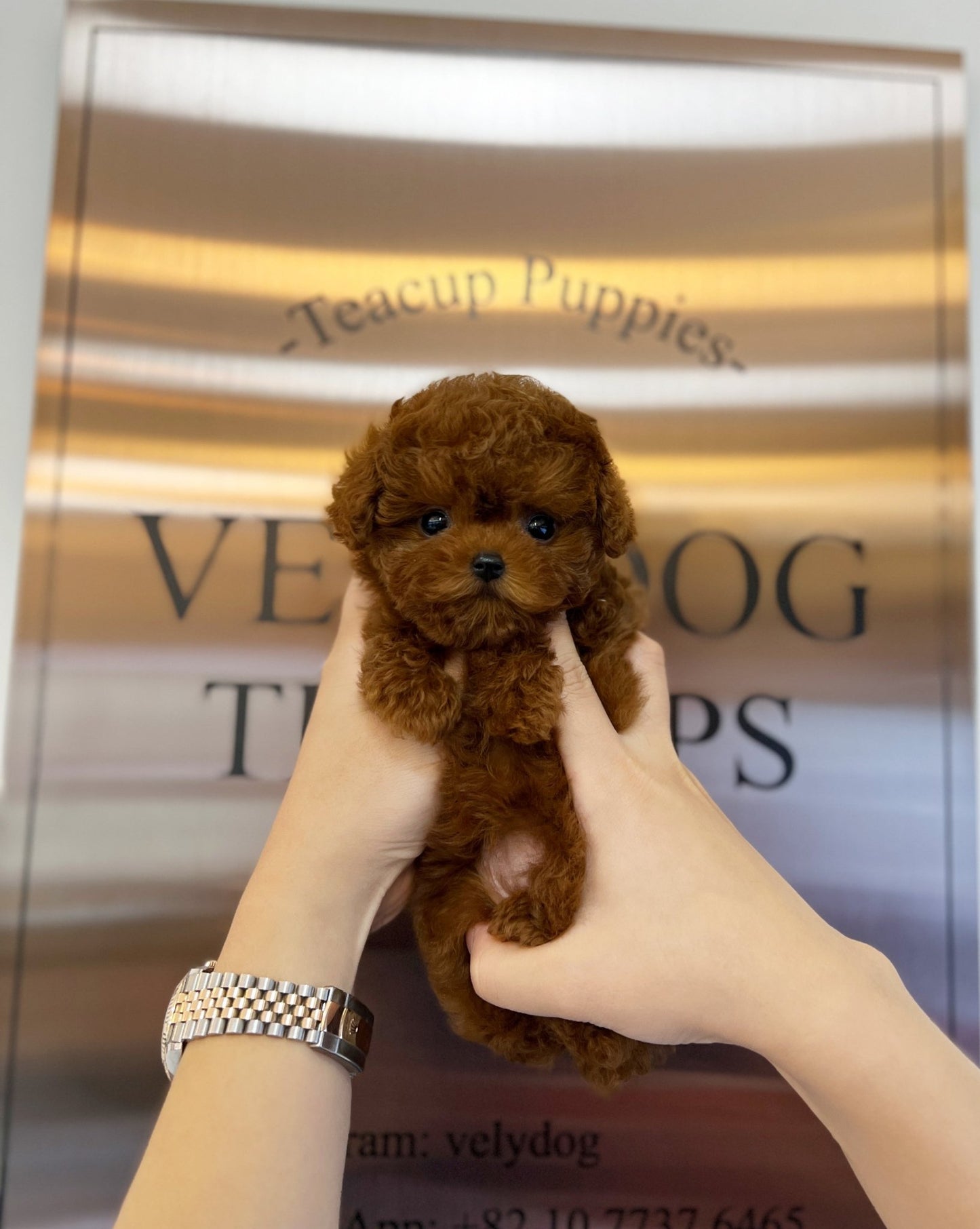 Poodle - Lime(Female) - Beautiful puppy teacup puppy with adorable features available for adoption from Velydog