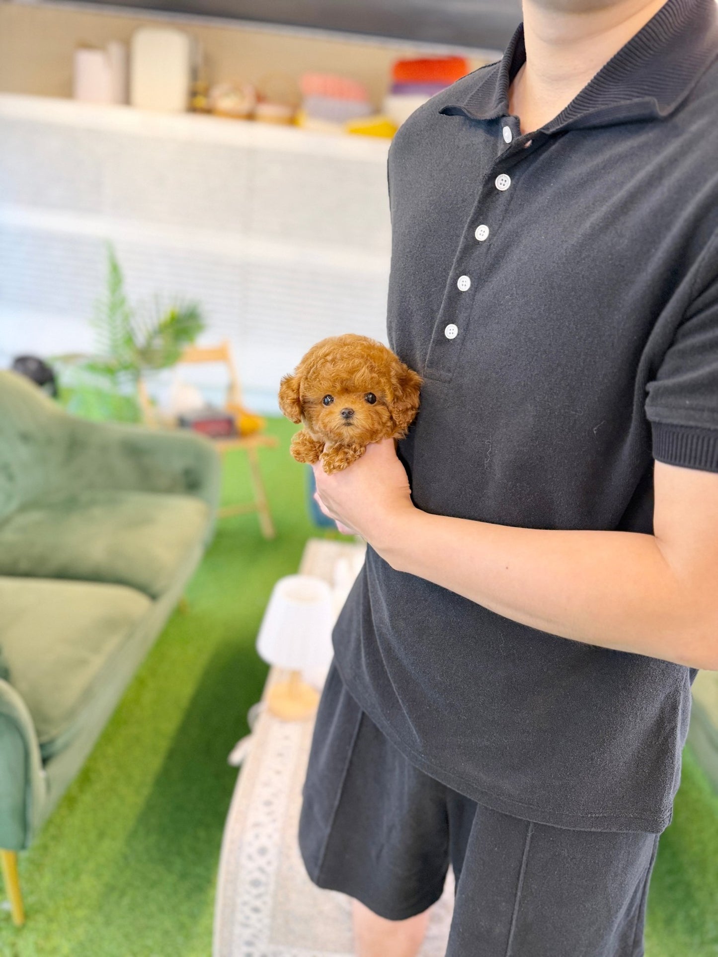 Poodle - Linda(Female) - Beautiful puppy teacup puppy with adorable features available for adoption from Velydog
