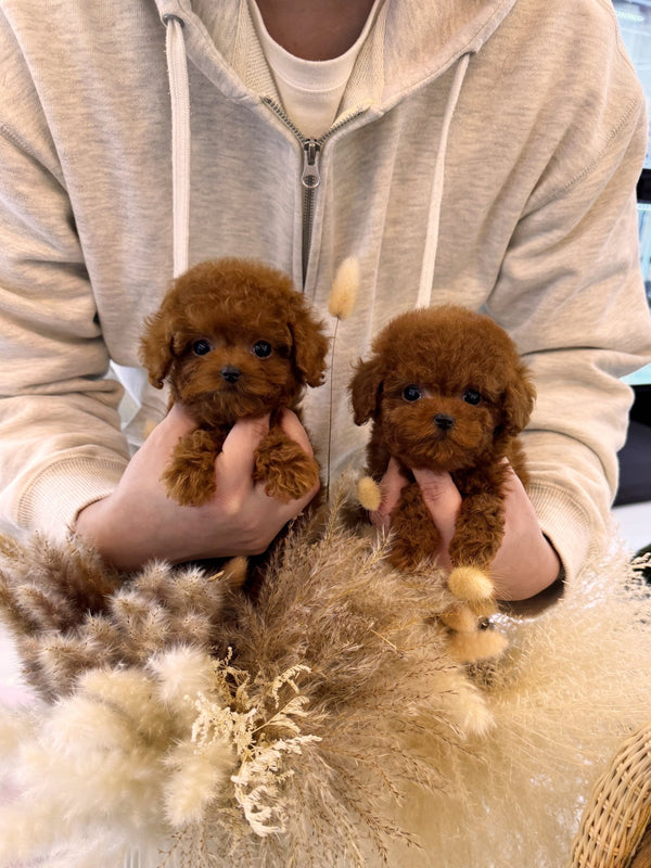 Poodle - Linney&Lynette(Sisters) - Beautiful puppy teacup puppy with adorable features available for adoption from Velydog