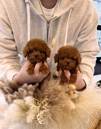 Poodle - Linney&Lynette(Sisters) - Beautiful puppy teacup puppy with adorable features available for adoption from Velydog