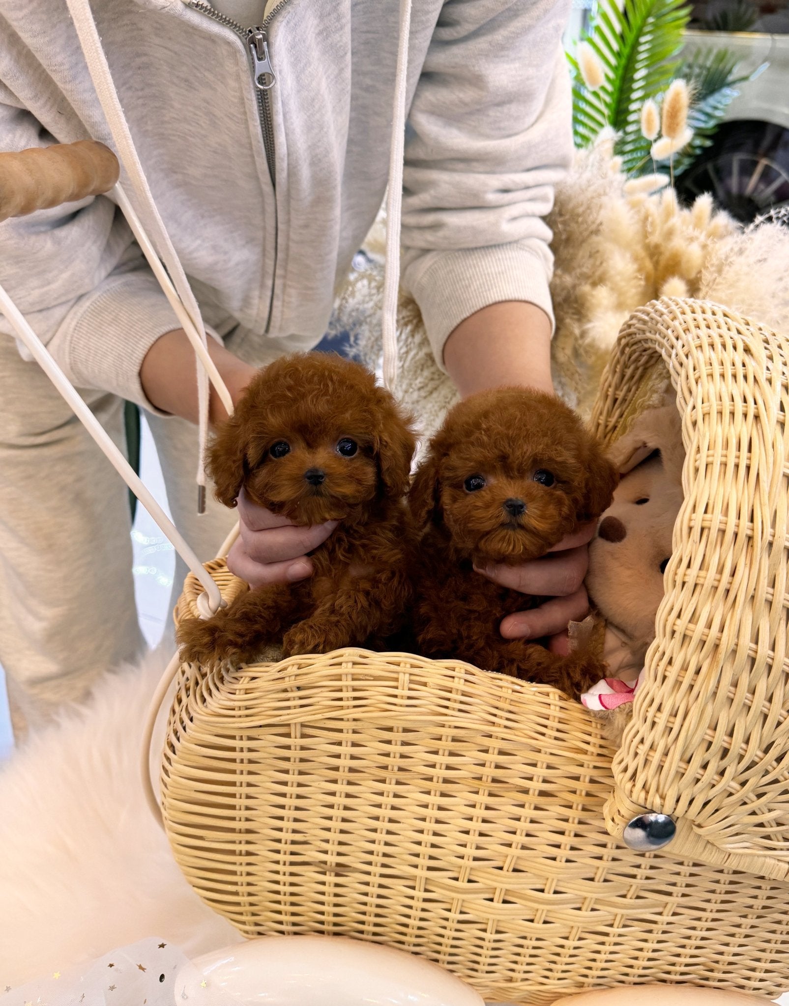 Poodle - Linney&Lynette(Sisters) - Beautiful puppy teacup puppy with adorable features available for adoption from Velydog