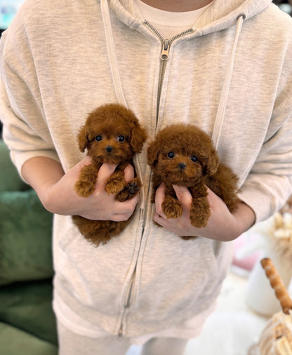 Poodle - Linney&Lynette(Sisters) - Beautiful puppy teacup puppy with adorable features available for adoption from Velydog