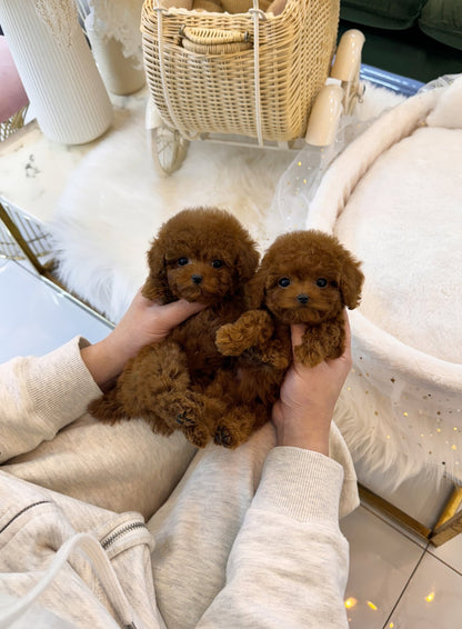 Poodle - Linney&Lynette(Sisters) - Beautiful puppy teacup puppy with adorable features available for adoption from Velydog