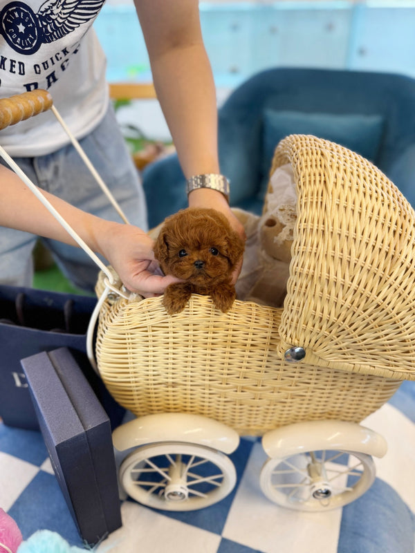 Poodle - Loco(Female) - Beautiful puppy teacup puppy with adorable features available for adoption from Velydog