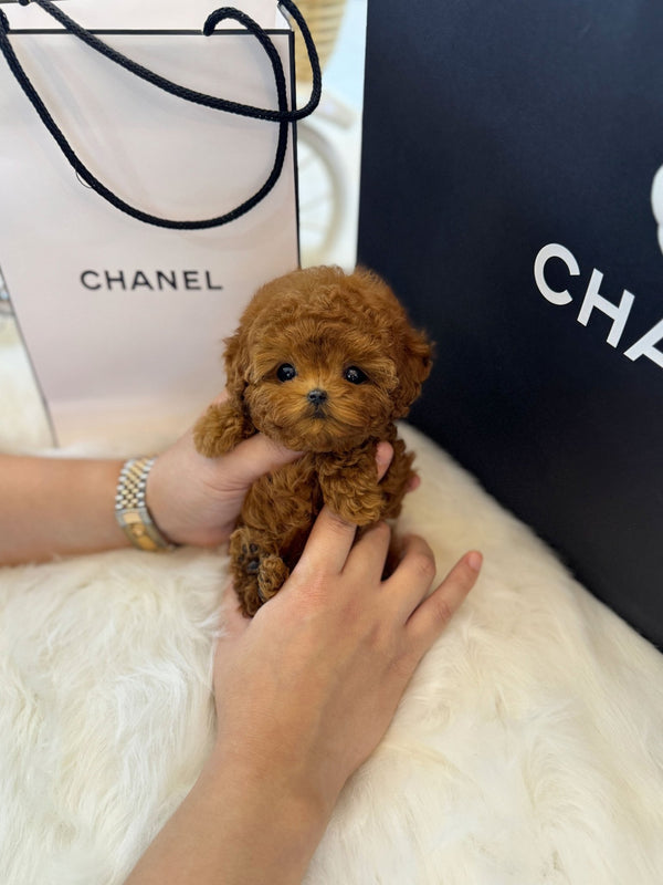 Poodle - Lolly(Male) - Beautiful puppy teacup puppy with adorable features available for adoption from Velydog