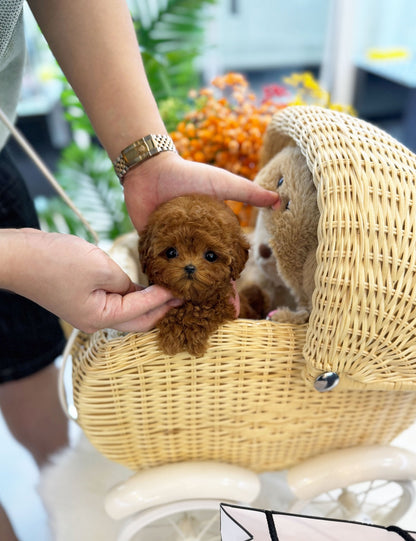 Poodle - Lolly(Male) - Beautiful puppy teacup puppy with adorable features available for adoption from Velydog