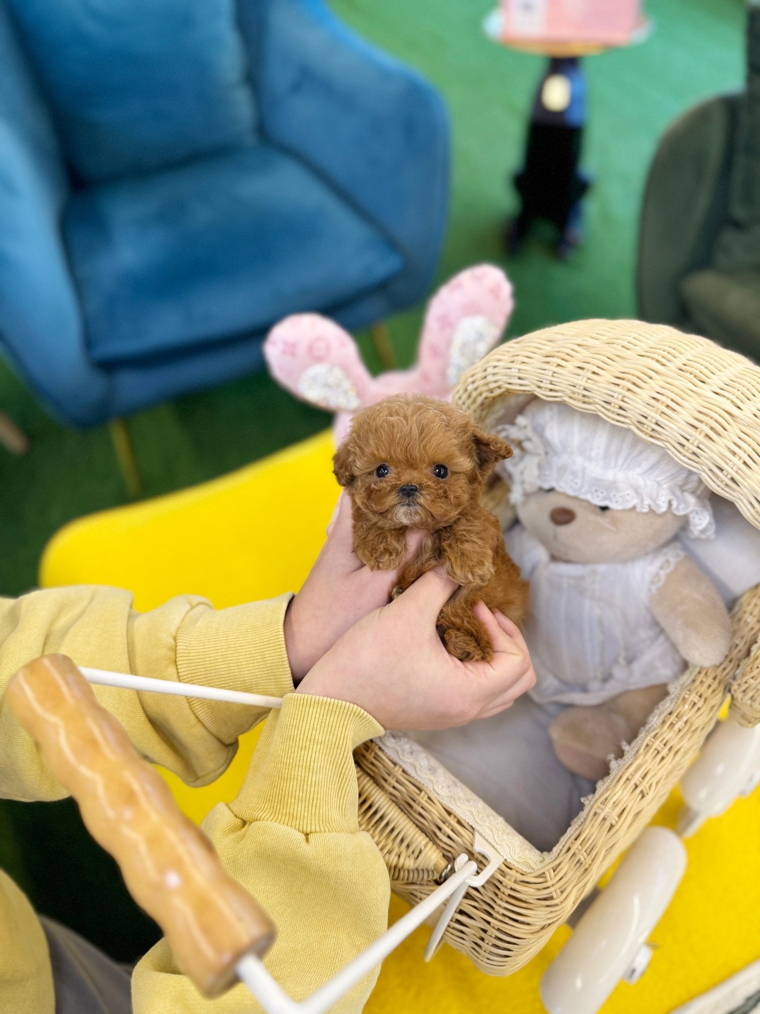 Poodle - Lolo(Female) - Beautiful puppy teacup puppy with adorable features available for adoption from Velydog
