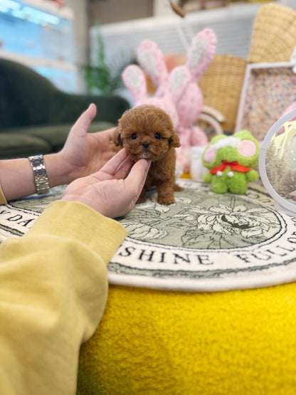 Poodle - Lolo(Female) - Beautiful puppy teacup puppy with adorable features available for adoption from Velydog