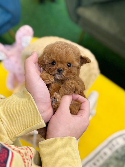 Poodle - Lolo(Female) - Beautiful puppy teacup puppy with adorable features available for adoption from Velydog
