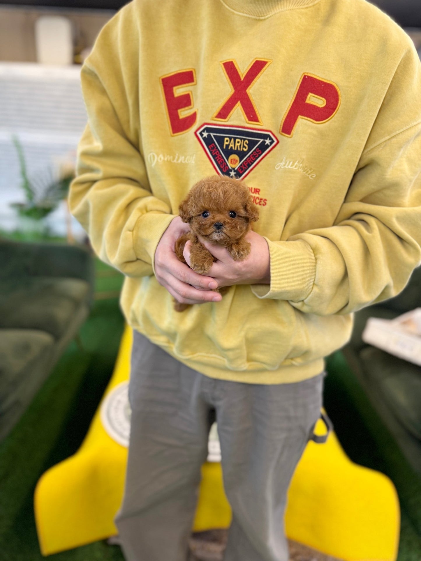 Poodle - Lolo(Female) - Beautiful puppy teacup puppy with adorable features available for adoption from Velydog