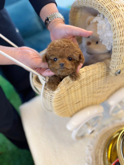 Poodle - Lona(Female) - Beautiful puppy teacup puppy with adorable features available for adoption from Velydog