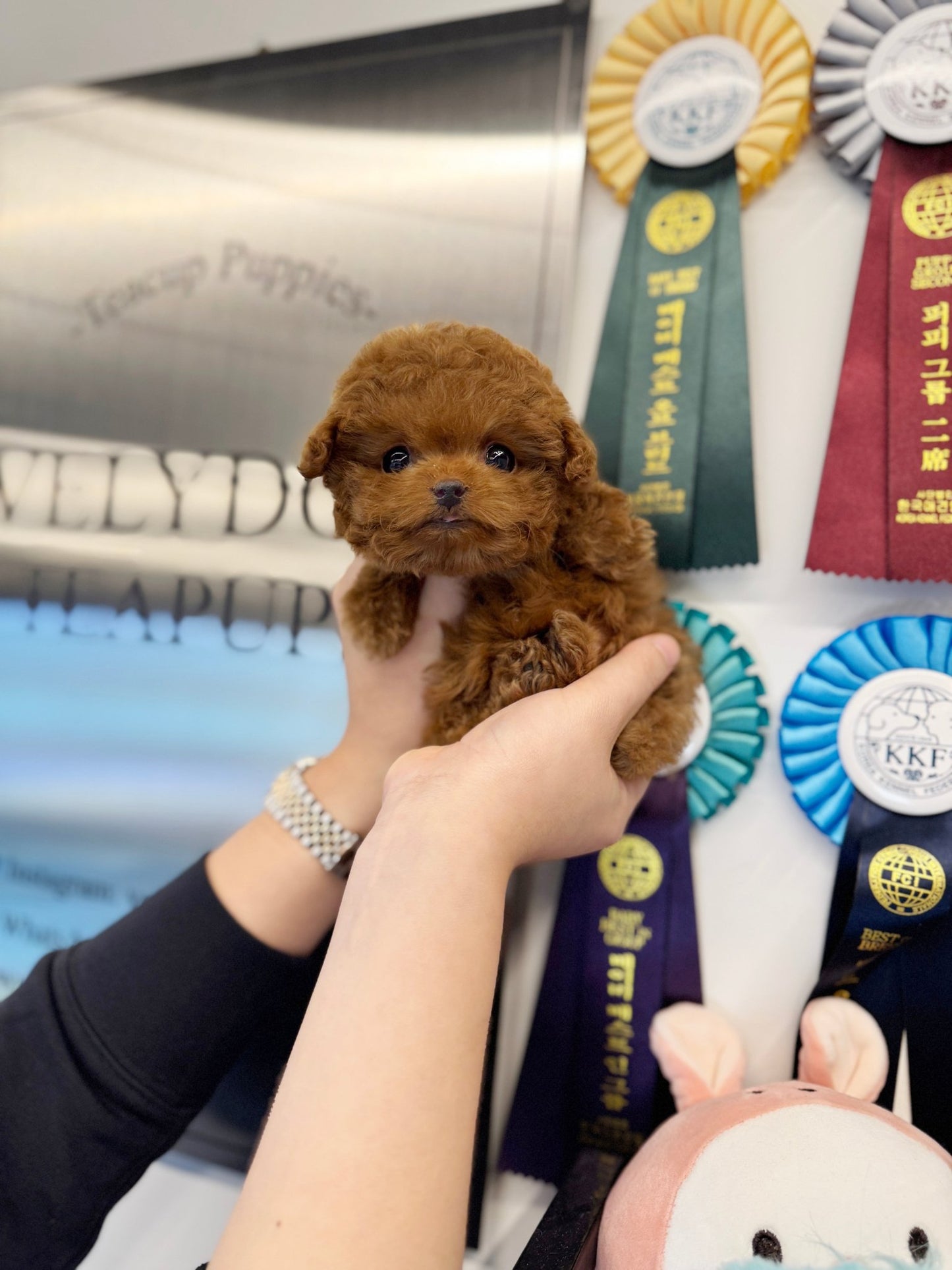 Poodle - Lona(Female) - Beautiful puppy teacup puppy with adorable features available for adoption from Velydog