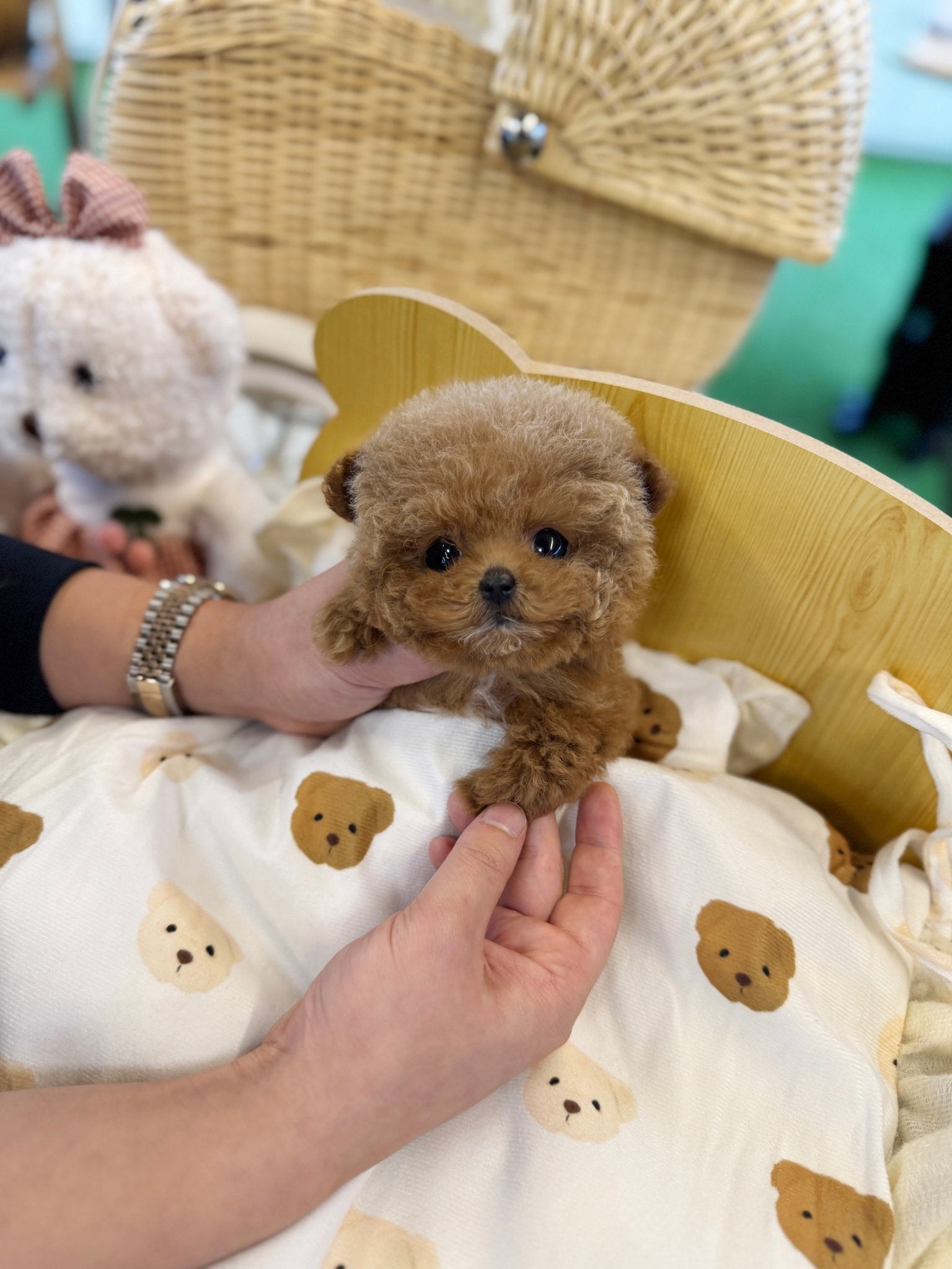 Poodle - Love(Female) - Beautiful puppy teacup puppy with adorable features available for adoption from Velydog