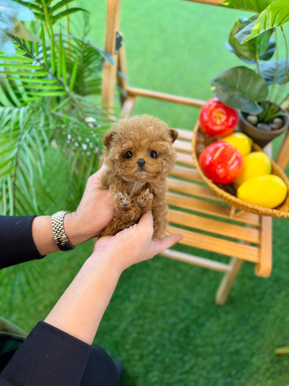 Poodle - Love(Female) - Beautiful puppy teacup puppy with adorable features available for adoption from Velydog