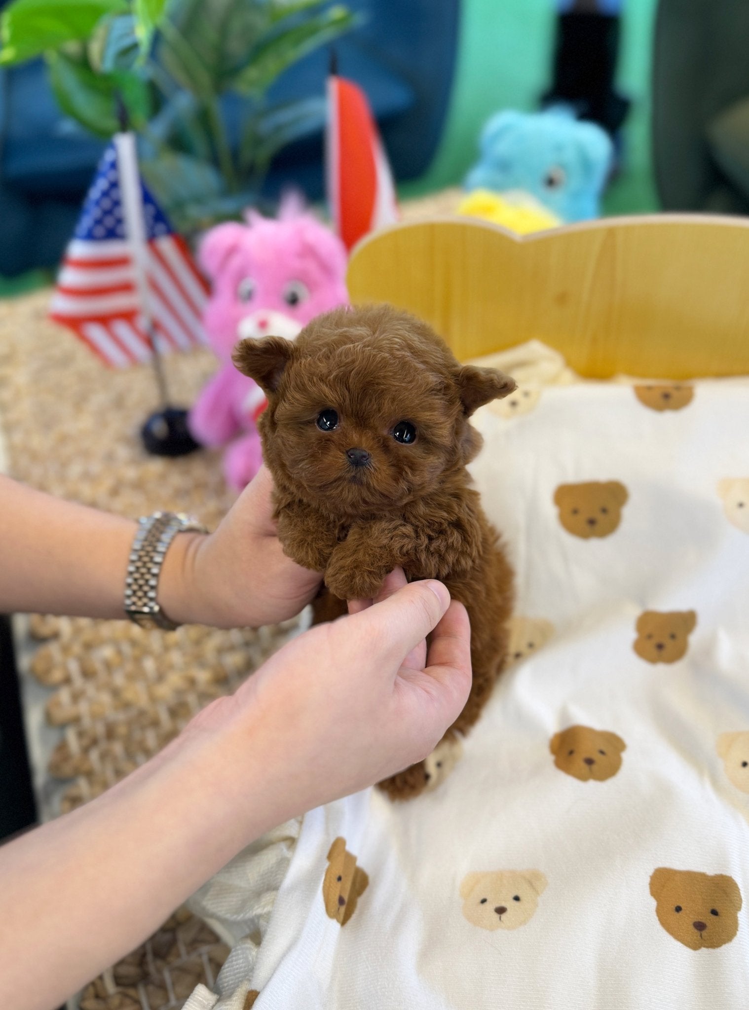 Poodle - Luffy(Male) - Beautiful puppy teacup puppy with adorable features available for adoption from Velydog