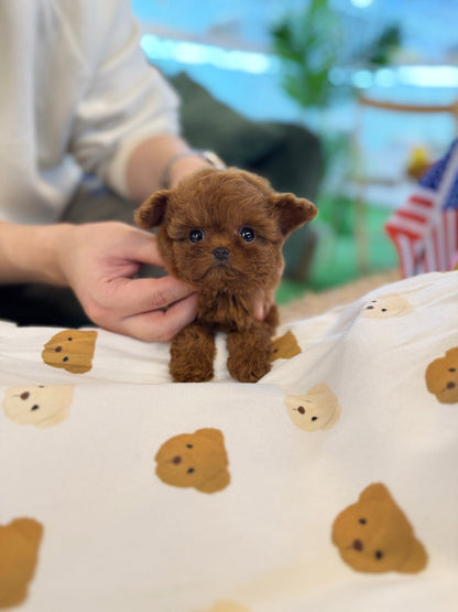 Poodle - Luffy(Male) - Beautiful puppy teacup puppy with adorable features available for adoption from Velydog