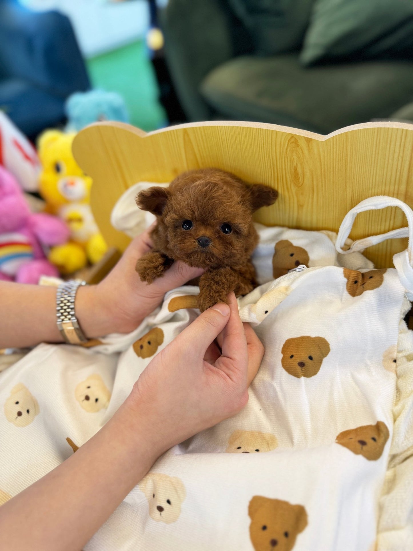 Poodle - Luffy(Male) - Beautiful puppy teacup puppy with adorable features available for adoption from Velydog