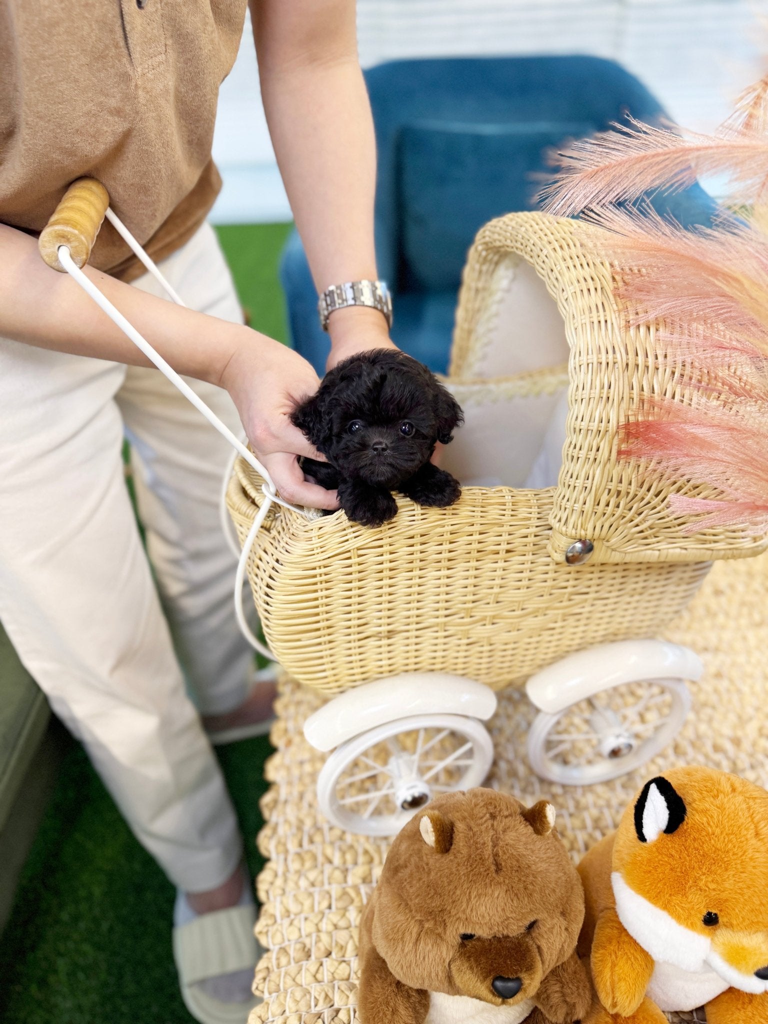 Poodle - Luma(Female) - Beautiful puppy teacup puppy with adorable features available for adoption from Velydog
