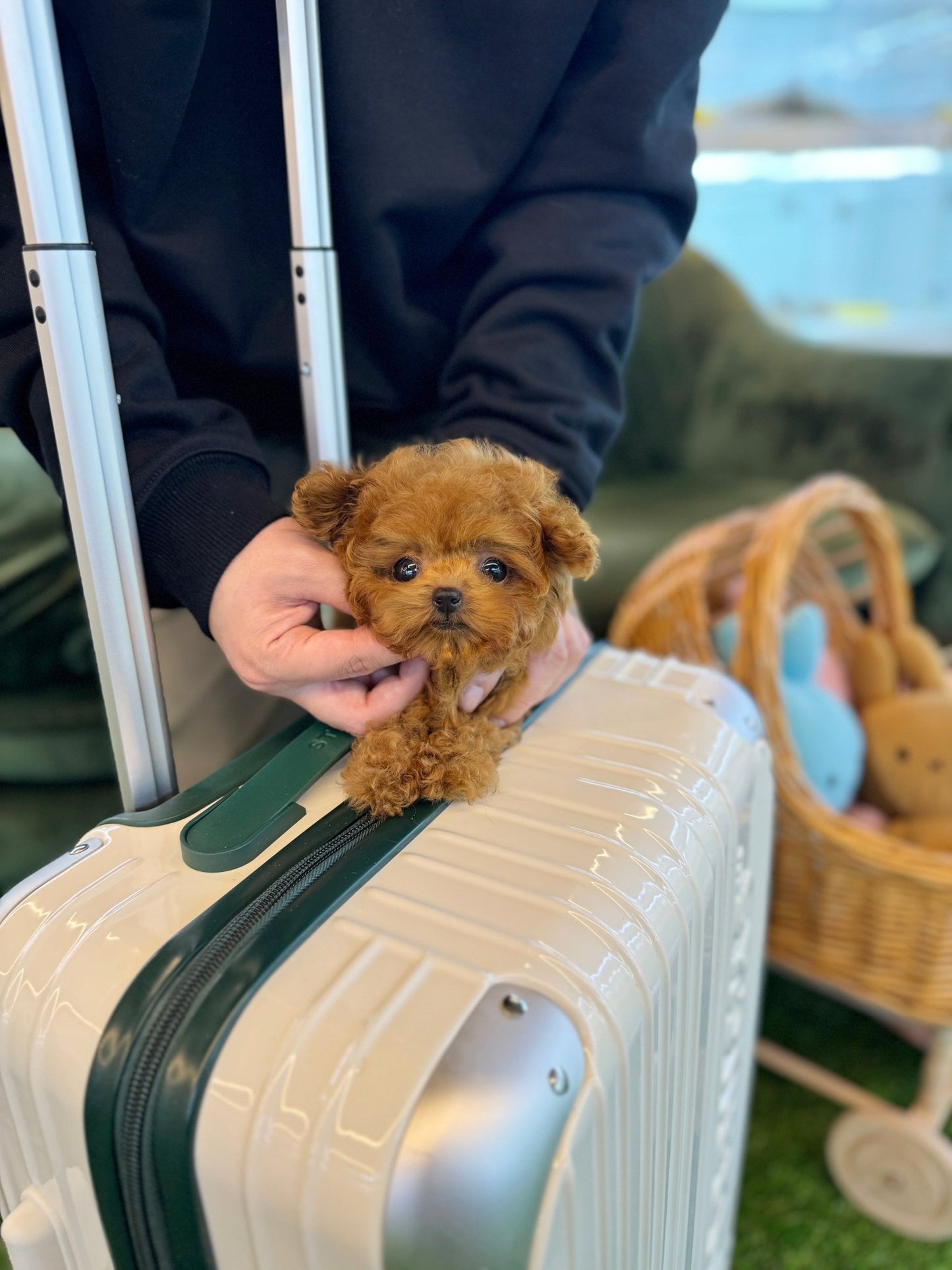 Poodle - Mama(Female) - Beautiful puppy teacup puppy with adorable features available for adoption from Velydog