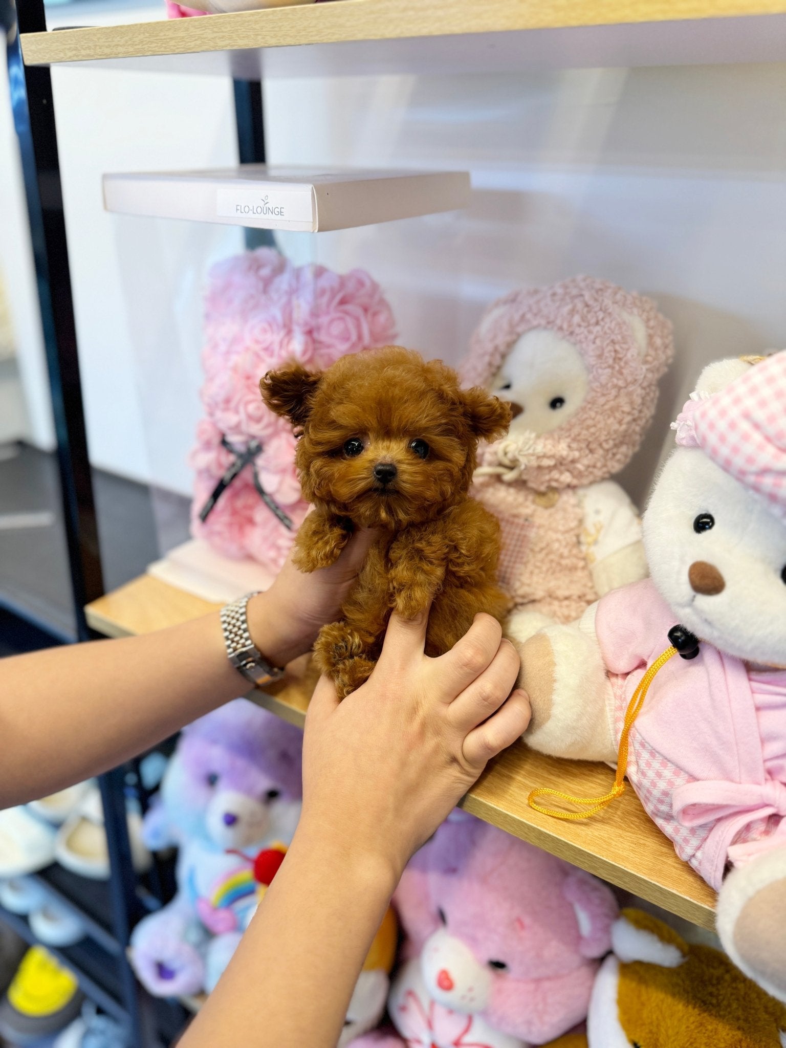 Poodle - Mama(Female) - Beautiful puppy teacup puppy with adorable features available for adoption from Velydog