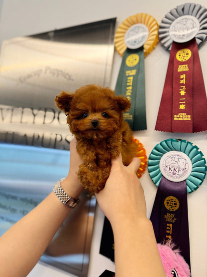 Poodle - Mama(Female) - Beautiful puppy teacup puppy with adorable features available for adoption from Velydog