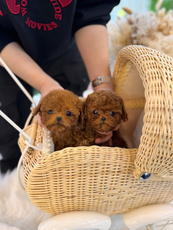 Poodle - Mara&Sara - Beautiful puppy teacup puppy with adorable features available for adoption from Velydog