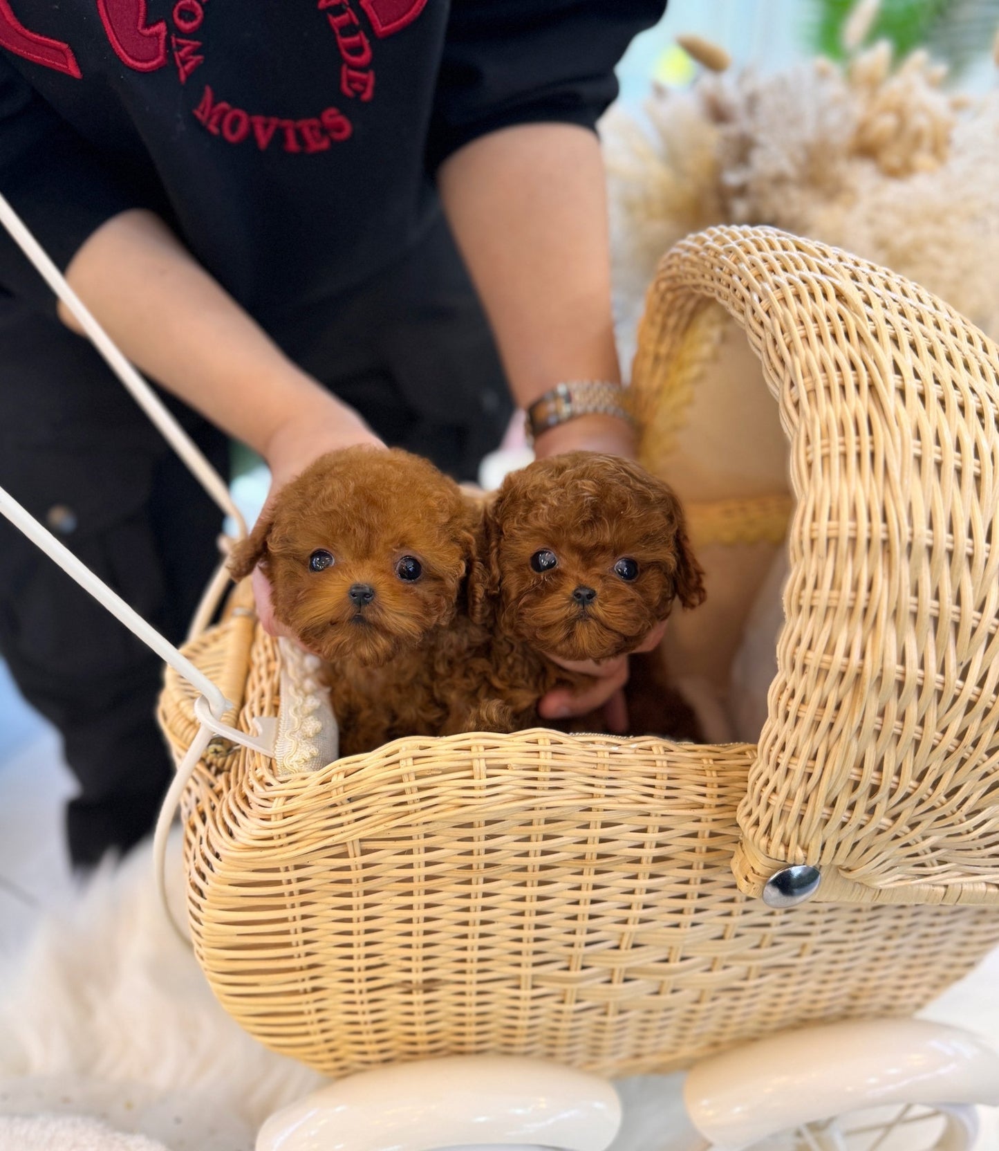 Poodle - Mara&Sara - Beautiful puppy teacup puppy with adorable features available for adoption from Velydog