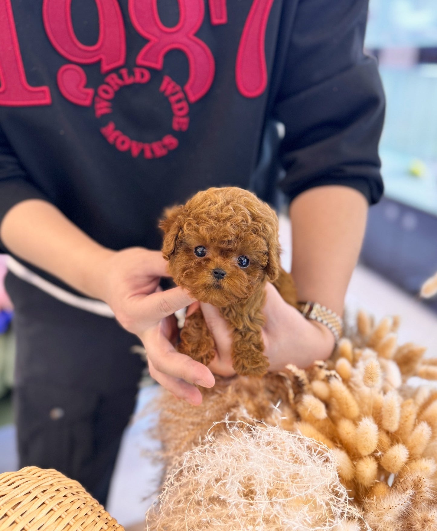 Poodle - Mara&Sara - Beautiful puppy teacup puppy with adorable features available for adoption from Velydog