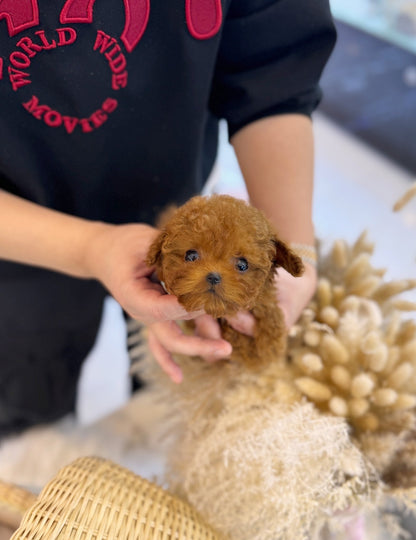 Poodle - Mara&Sara - Beautiful puppy teacup puppy with adorable features available for adoption from Velydog