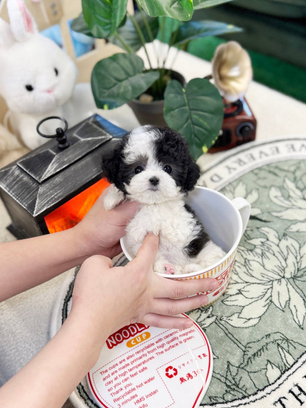 Poodle - Marble(Female) - Beautiful puppy teacup puppy with adorable features available for adoption from Velydog