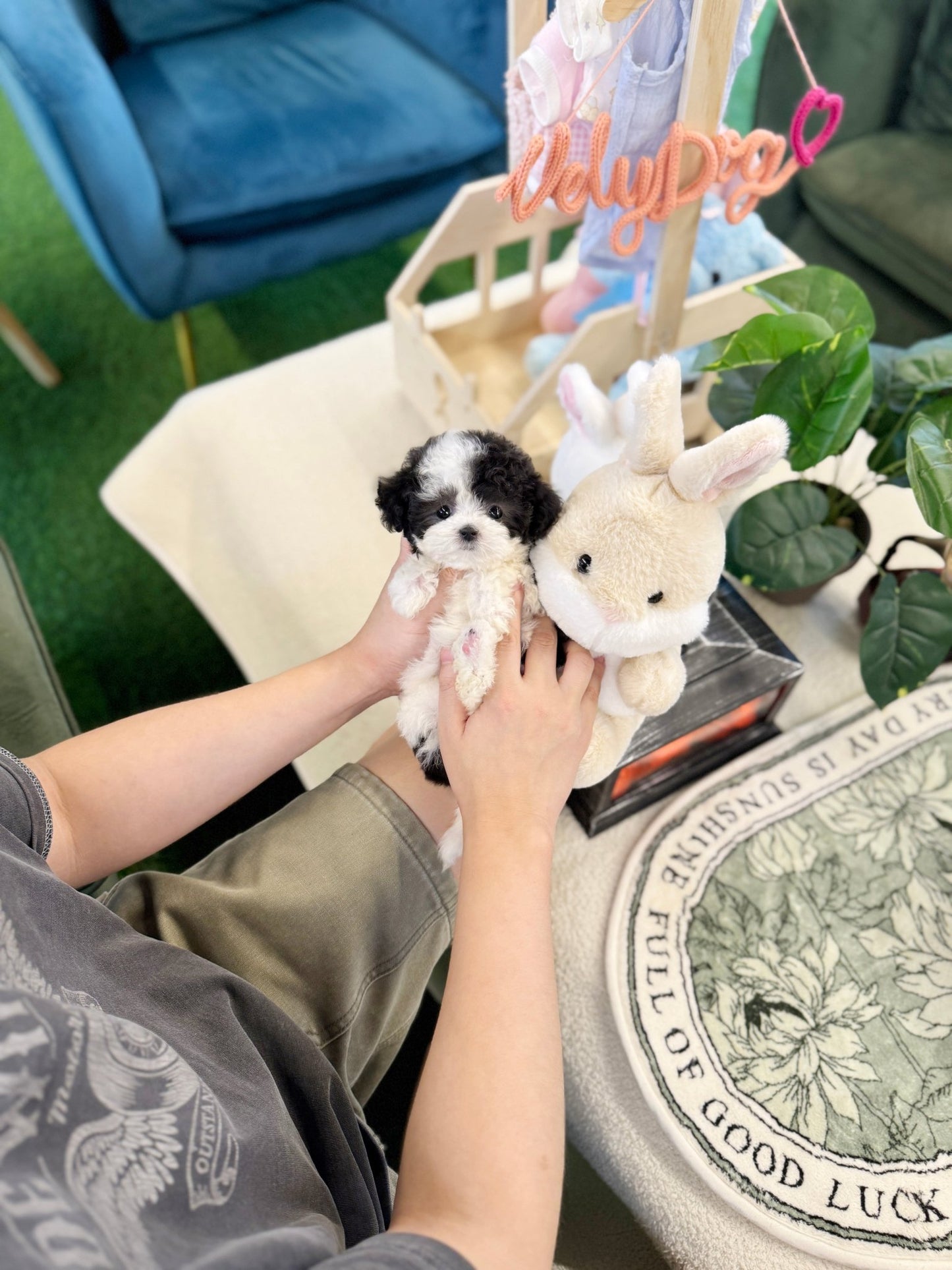 Poodle - Marble(Female) - Beautiful puppy teacup puppy with adorable features available for adoption from Velydog