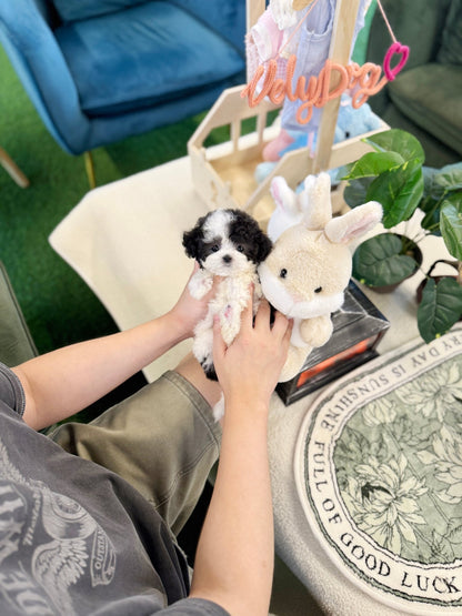 Poodle - Marble(Female) - Beautiful puppy teacup puppy with adorable features available for adoption from Velydog