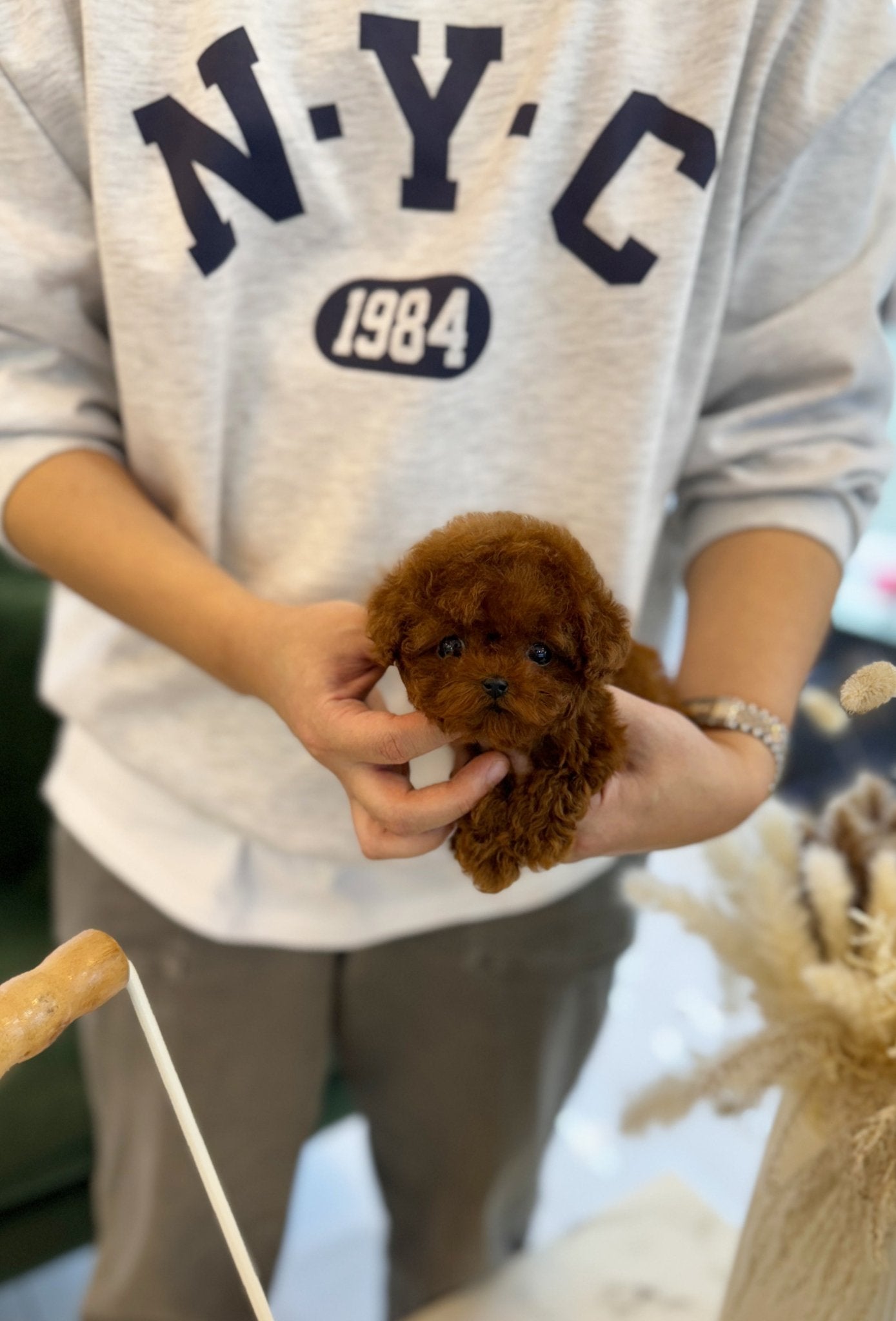 Poodle - Martin(Male) - Beautiful puppy teacup puppy with adorable features available for adoption from Velydog