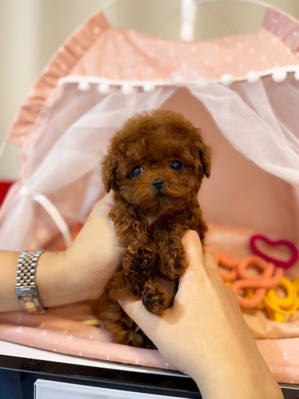 Poodle - Martin(Male) - Beautiful puppy teacup puppy with adorable features available for adoption from Velydog