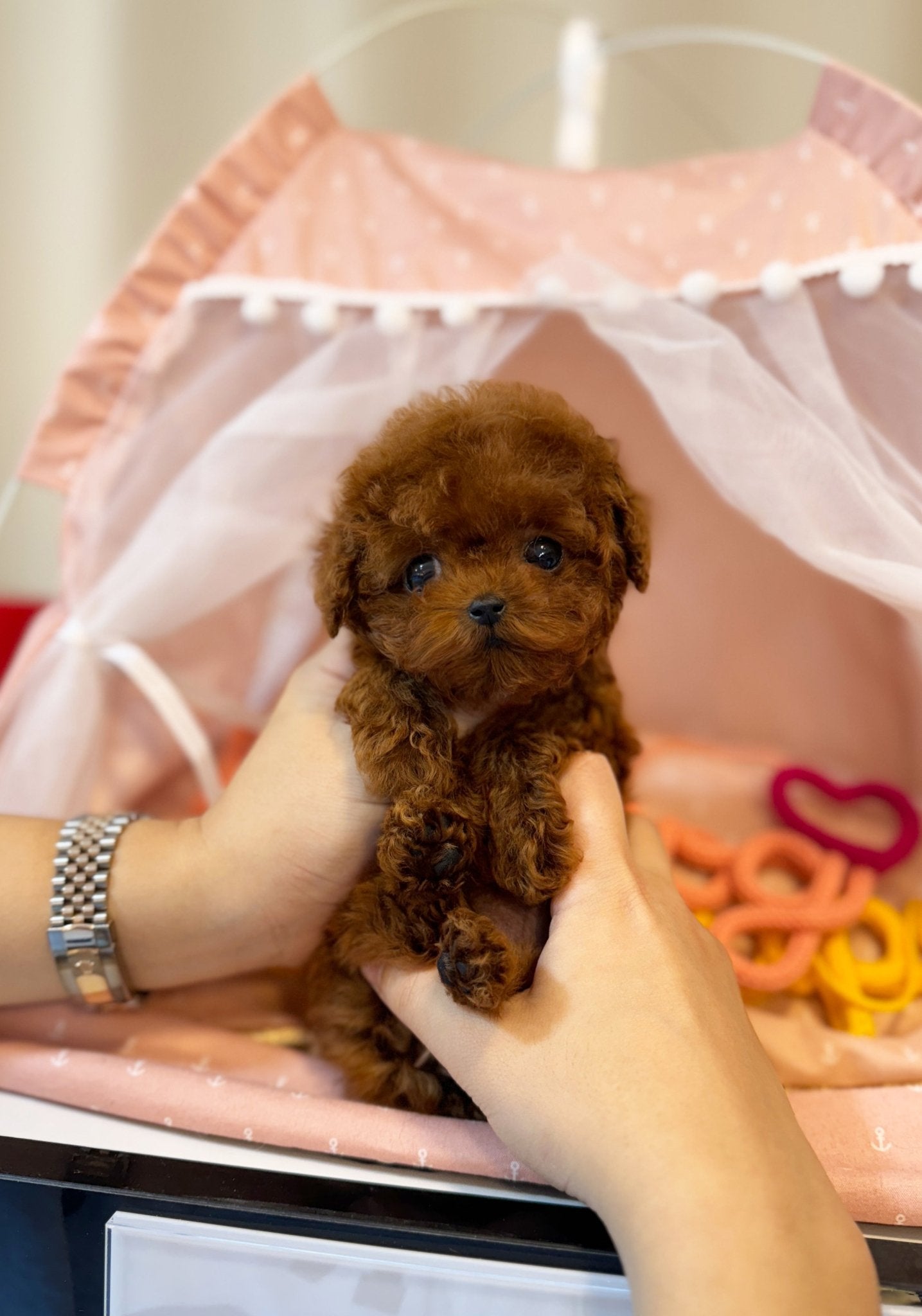 Poodle - Martin(Male) - Beautiful puppy teacup puppy with adorable features available for adoption from Velydog