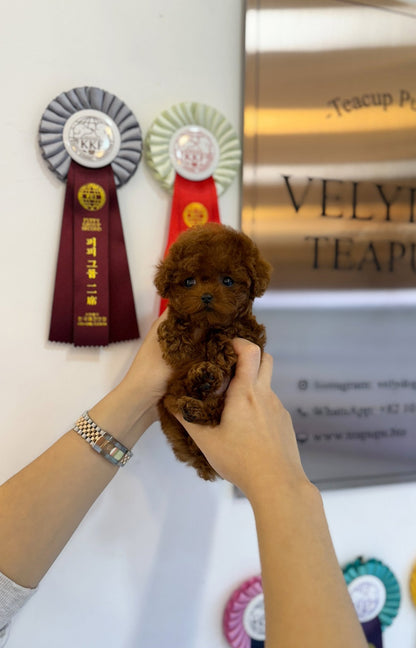 Poodle - Martin(Male) - Beautiful puppy teacup puppy with adorable features available for adoption from Velydog