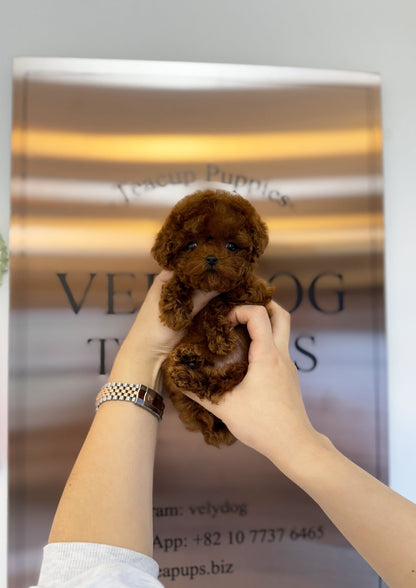 Poodle - Martin(Male) - Beautiful puppy teacup puppy with adorable features available for adoption from Velydog