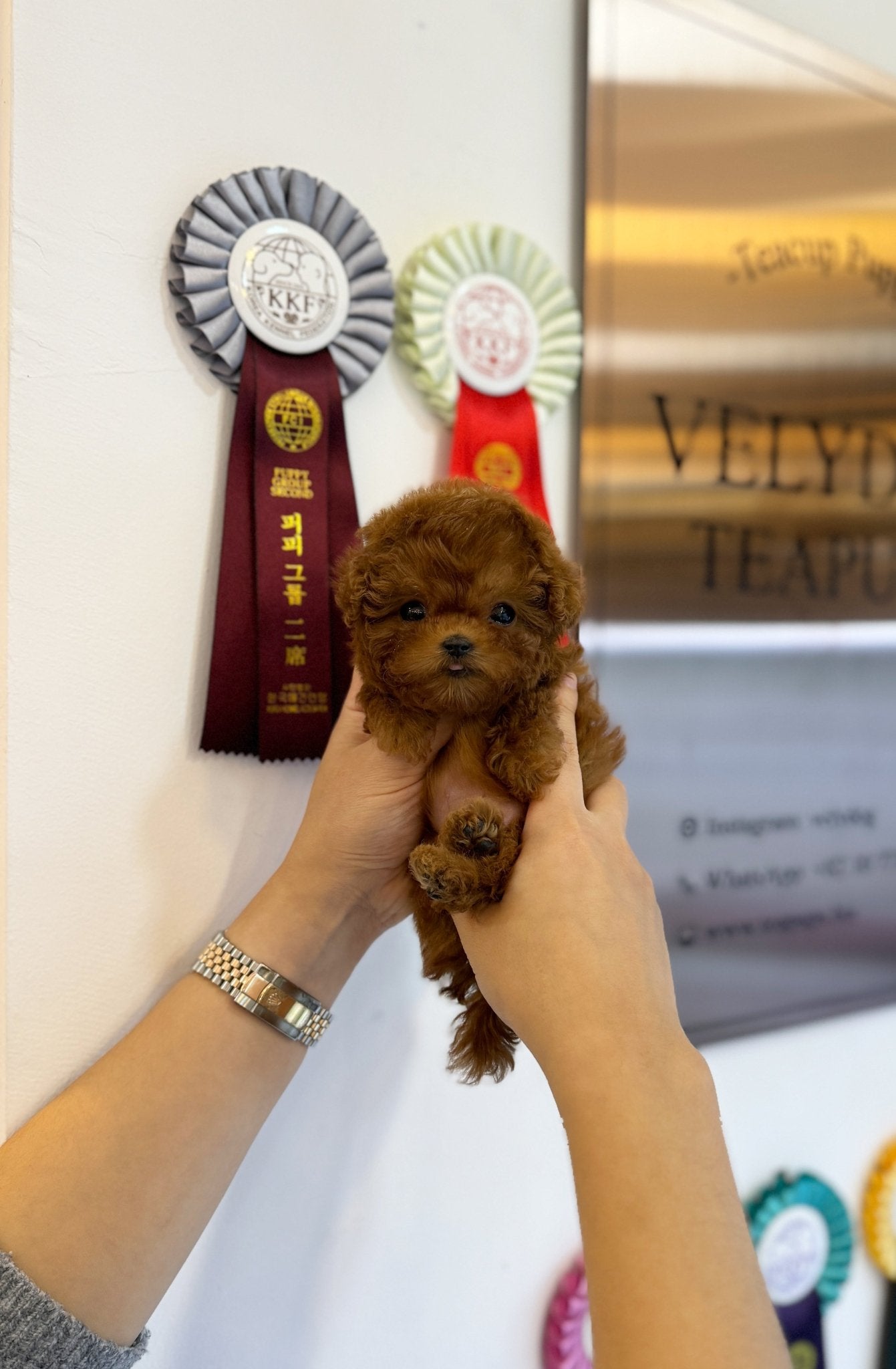 Poodle - Maru(Male) - Beautiful puppy teacup puppy with adorable features available for adoption from Velydog